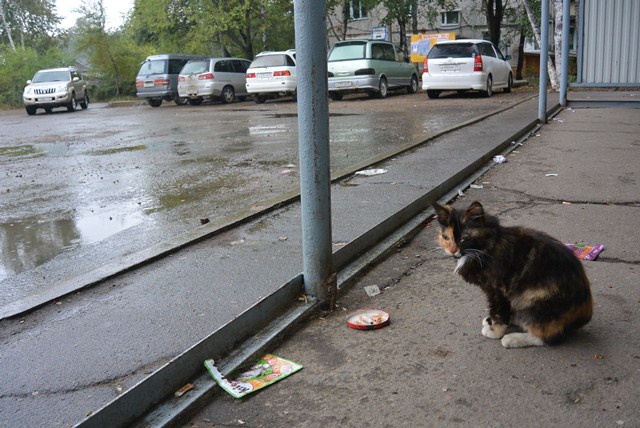 К бездомным животным в Биробиджане относятся как к мусору – Ольга Батенкова