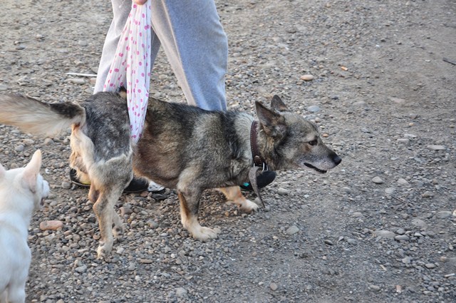 К бездомным животным в Биробиджане относятся как к мусору – Ольга Батенкова