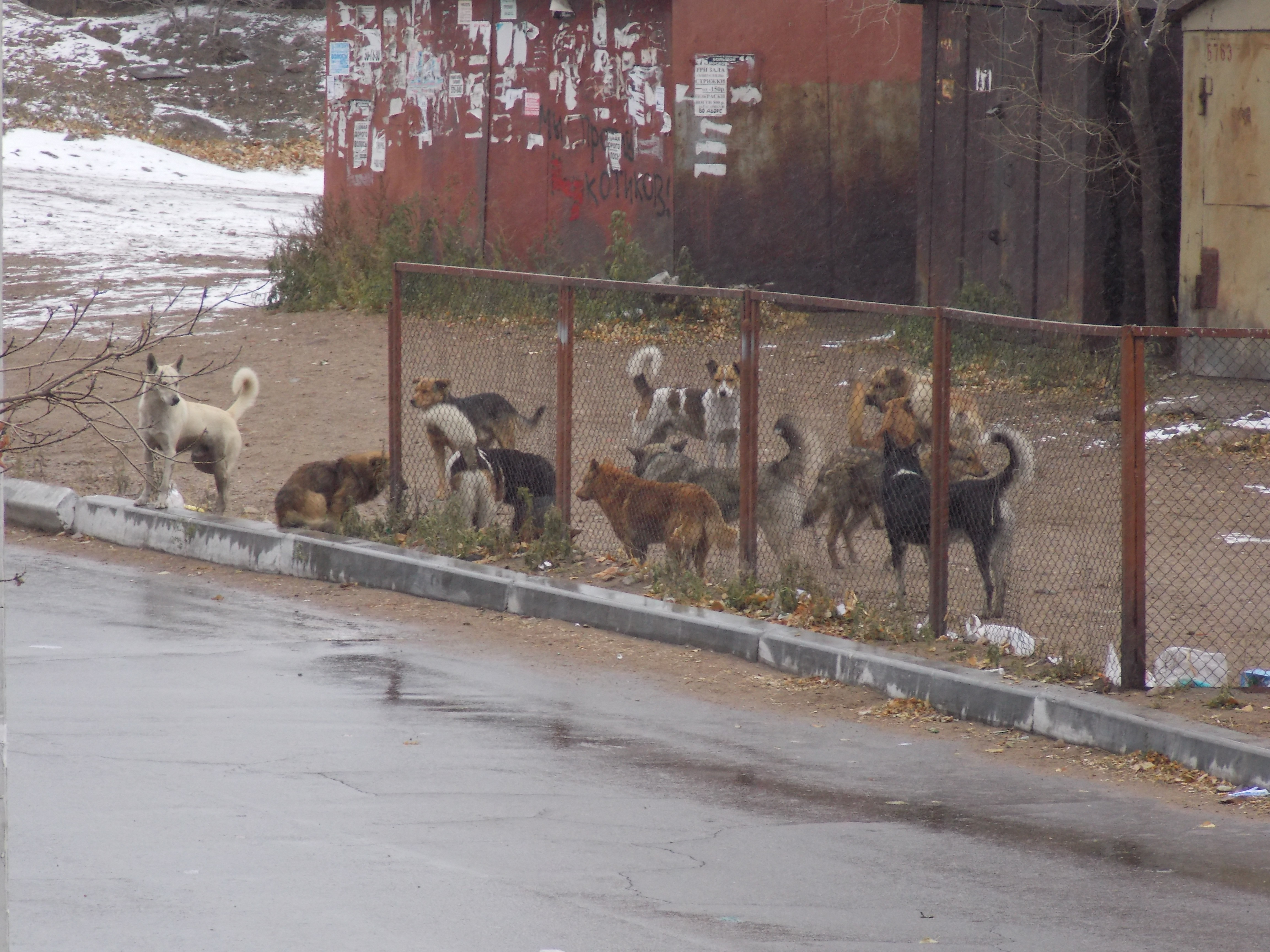 Бездомные животные Олег Ерастов, UlanMedia