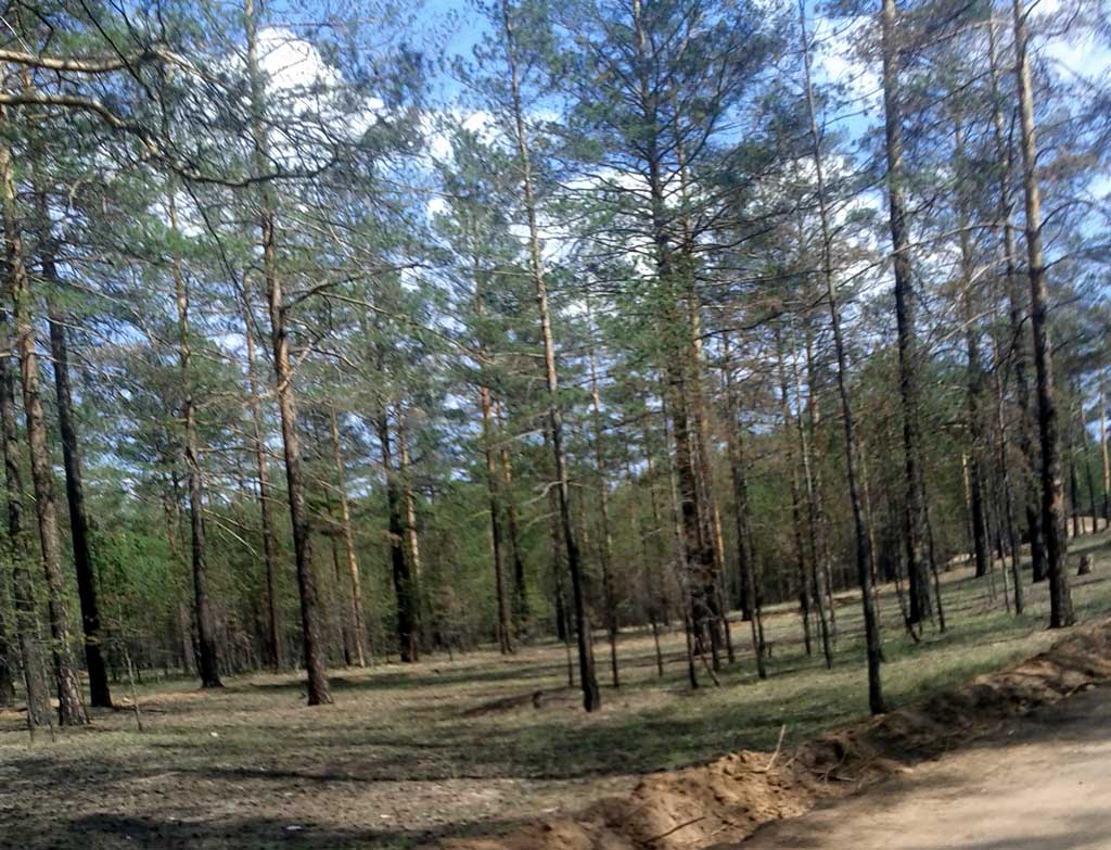 Сосновый лес Олег Ерастов, UlanMedia