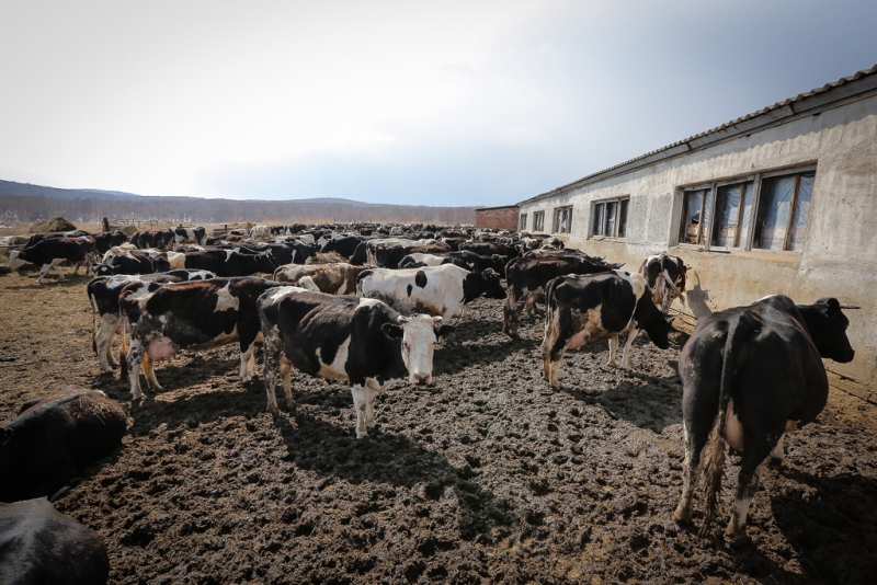 Минсельхоз Краснодарского края: фермеры не знают земельного законодательства Балашов Антон