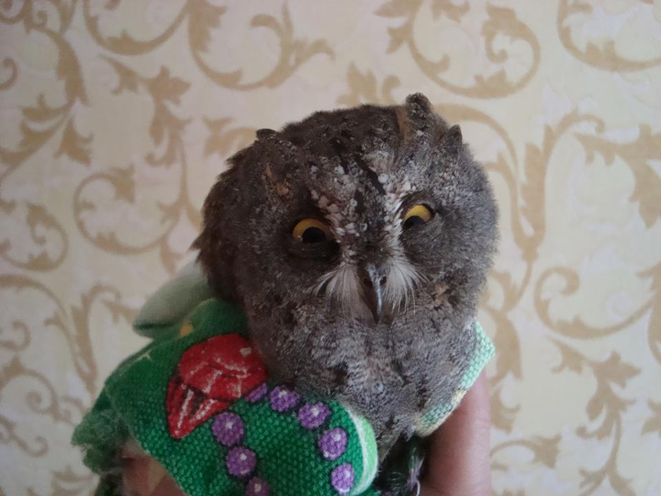 Совенок Филька Из архива Алексея Зливко