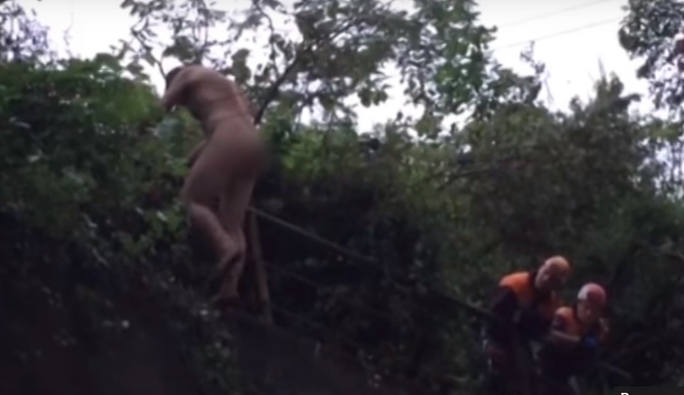 Снимать горе-стриптизера с &quotвершины славы&quot пришлось спасателям  Скриншот видеоролика