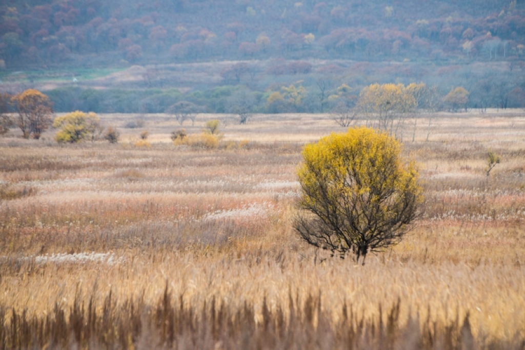 Всего 9% россиян, по данным опроса, готовы взяться за освоение дальневосточного гектара Кузора Валерия, PrimaMedia
