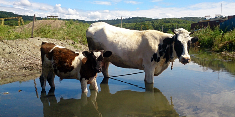 Коровья моча спасет от пожаров деревянные дома в Якутии PrimaMedia