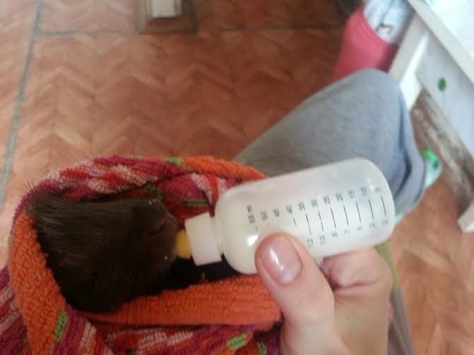 Детеныш дикобраза Цирк Филатовых