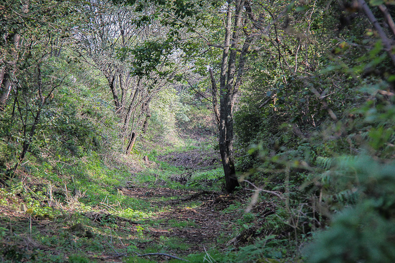 Лес Балашов Антон, PrimaMedia