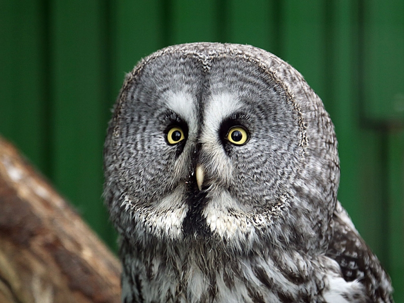 Сова Оленникова Мария, IrkutskMedia