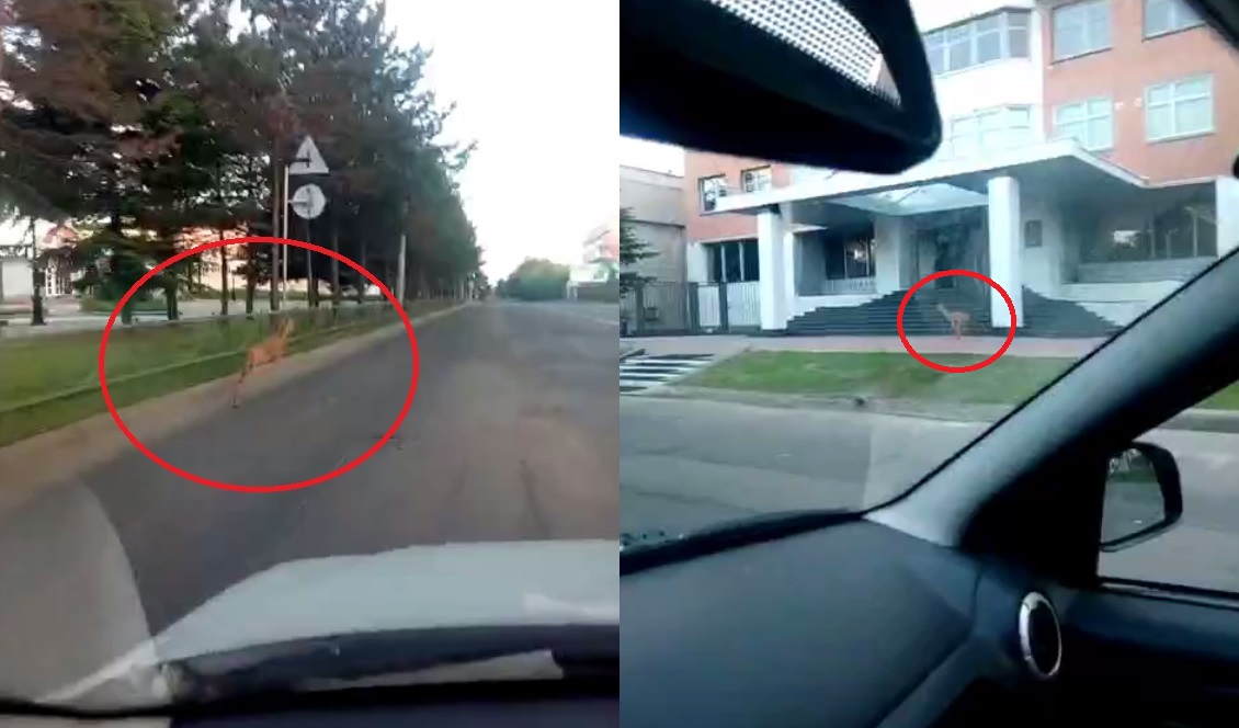 Автохулигана, гнавшего косулю по трассе в Биробиджане, требует найти и наказать наркорр