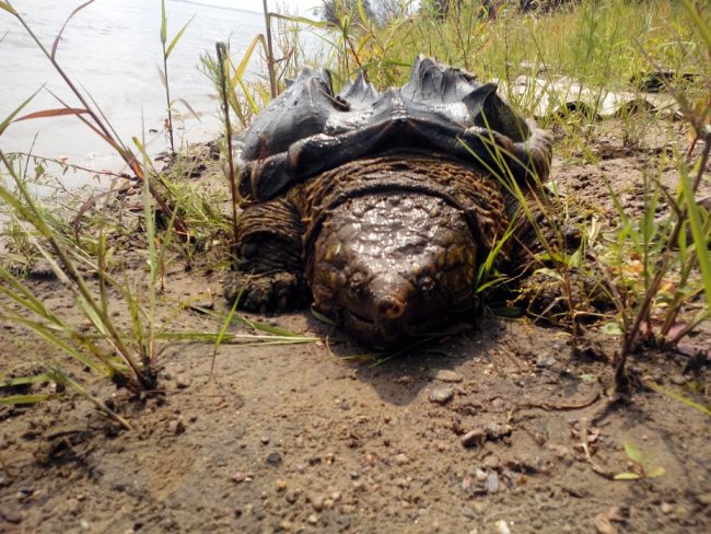 Грифовая черепаха, найденная в Амуре 