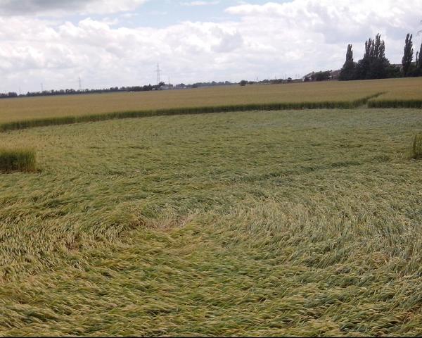 &quotИнопланетные&quot круги на полях взбудоражили жителей поселка Знаменского на Кубани Фото из группы &quotОбъединение Космопоиск&quot &quotВКонтакте&quot, vk.com/kosmopoisk