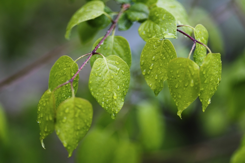 Жара пойдет на спад во второй половине недели в Якутске PrimaMedia