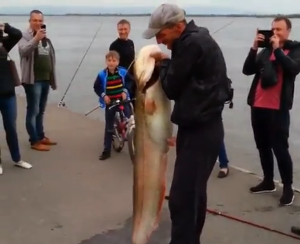 Сом-гигант попался на удочку рыбака на набережной в Хабаровске Скриншот видео в соцсети