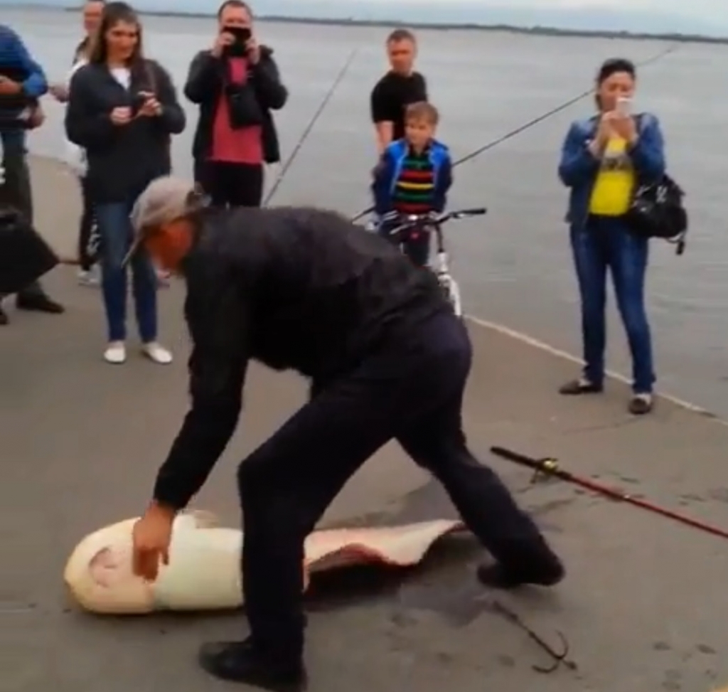 Сом-гигант попался на удочку рыбака на набережной в Хабаровске