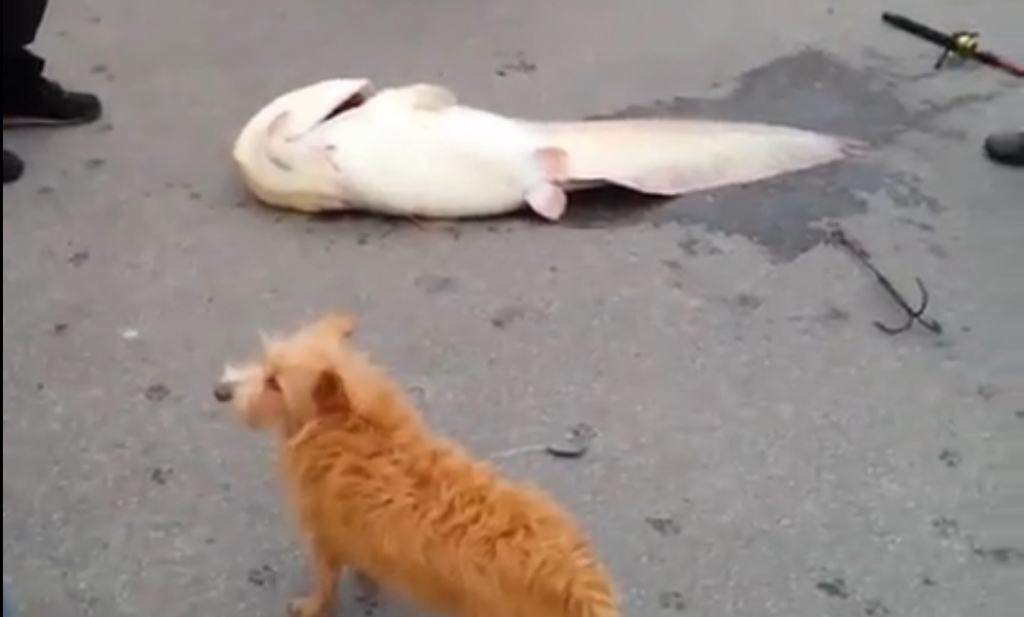 Сом-гигант попался на удочку рыбака на набережной в Хабаровске