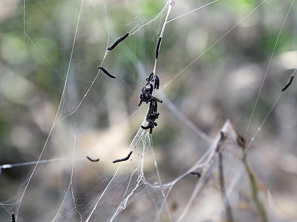 Горностаевая моль Мария Оленникова, IrkutskMedia