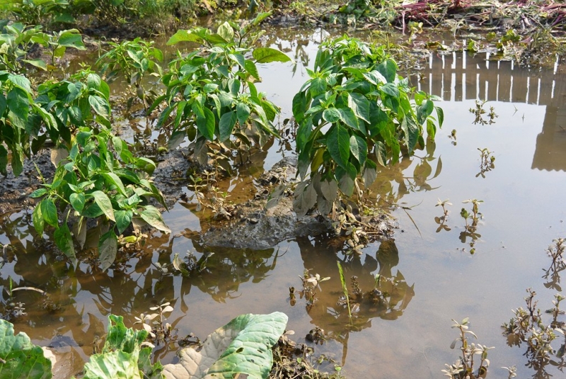 Проливные дожди привели к повышению уровня воды в реках Хабаровского края  Баграновская Наталья, EAOmedia