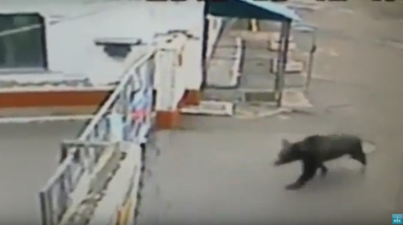 Молодой медведь наведался в Биробиджанский район  скриншот с видео на портале Город на Бире 