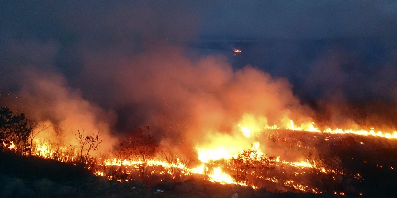 Лесной пожар Гречанюк Виталий, PrimaMedia