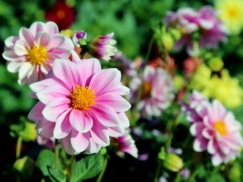 Долгожданное солнце покажется в Хабаровске в ближайшую субботу Оленникова Мария, IrkutskMedia