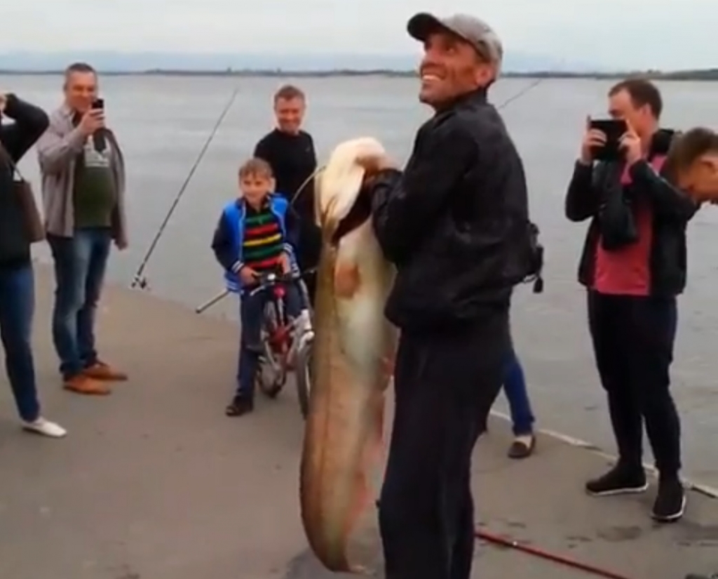 Сом-гигант попался на удочку рыбака на набережной в Хабаровске