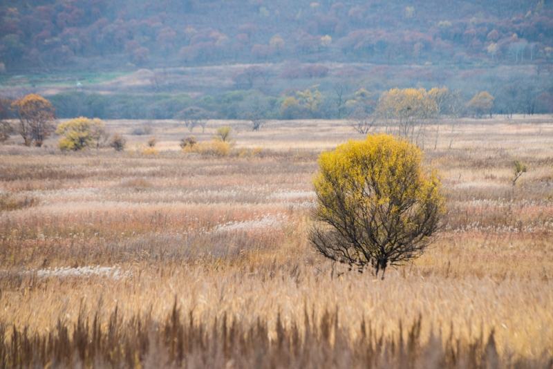 Из 97 заявок на &quotдальневосточный гектар&quot оформили только один земельный участок в Якутии PrimaMedia