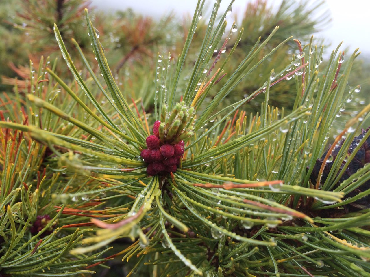 Стланик Юлия Чухломина, ИА MagadanMedia