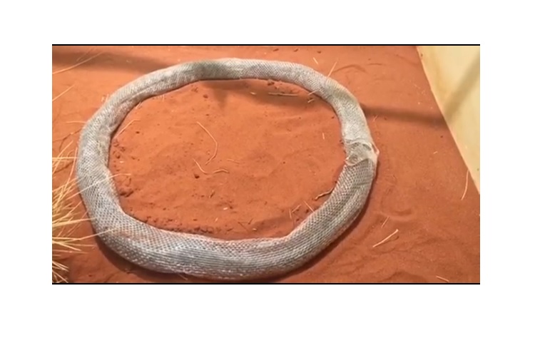 Питон три часа крутился в ловушке из собственной кожи