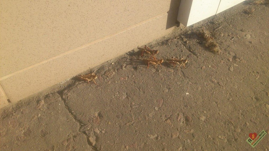 Саранча замечена в районе улицы 9-й Тихой, Московской и центра "Гарант", а также в микрорайоне Фестивальном и на Витаминкомбинате