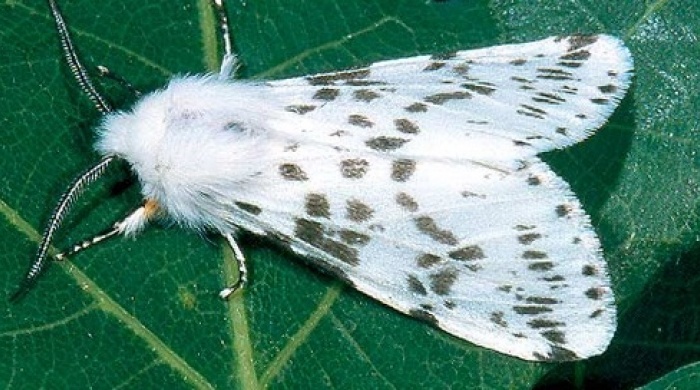 Из-за белой бабочки на площади в 35 тысяч гектаров введен карантин  из открытых источников