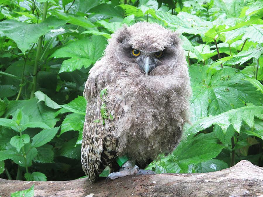 Рыбный филин  Пресс-служба заповедника &quotКурильский&quot