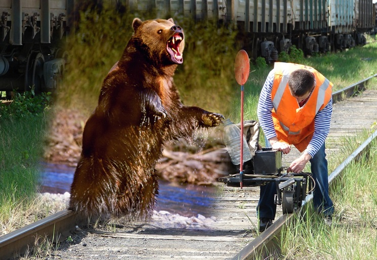 Нас не догонят: медведь разогнал железнодорожника в ЕАО &quotбыстрее электровоза&quot из открытых источников