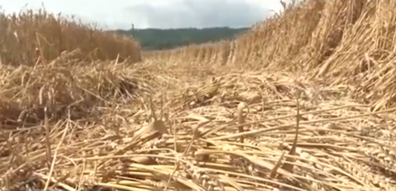 В Крымском районе не досчитаются почти 700 тонн пшеницы скриншот сюжета ГТРК Кубань 