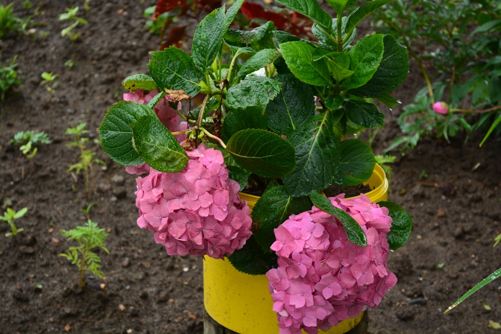 В Смидовичском районе ЕАО проходит конкурс по благоустройству придомовых территорий многок