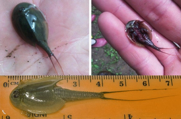 Тайну &quotинопланетного монстра из лужи&quot раскрыли биробиджанские ученые коллаж ИА ЕАОMedia