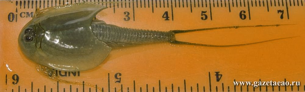 Тайну "инопланетного монстра из лужи" раскрыли биробиджанские ученые