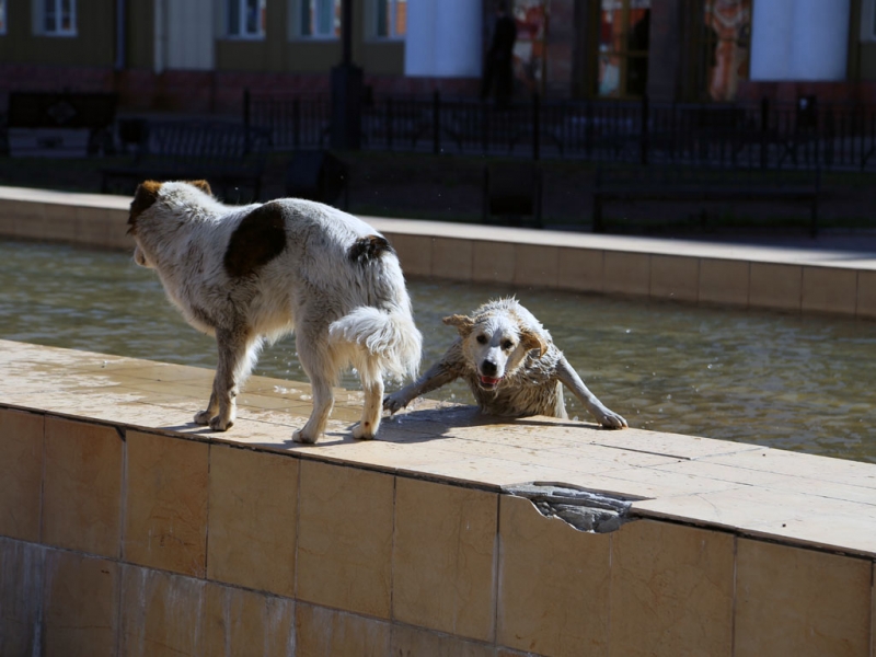 В Якутске усилили меры по отлову безнадзорных собак  ПримаМедия