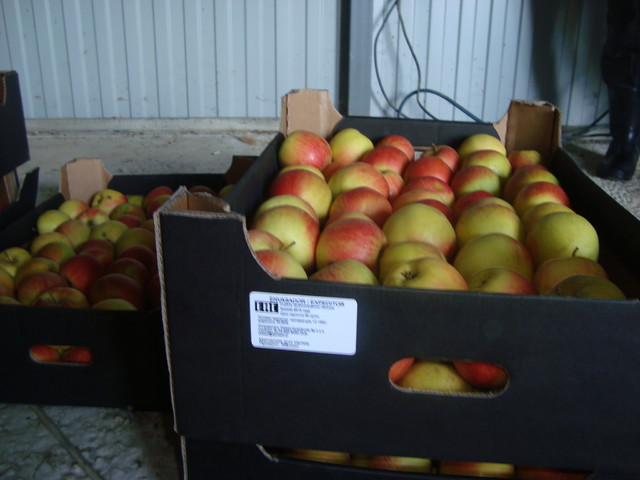 Почти 400 кг фруктов и ягод из Европы пали жертвами продовольственного эмбарго на Кубани ТУ Россельхознадзора по Краснодарскому краю и Республике Адыгея