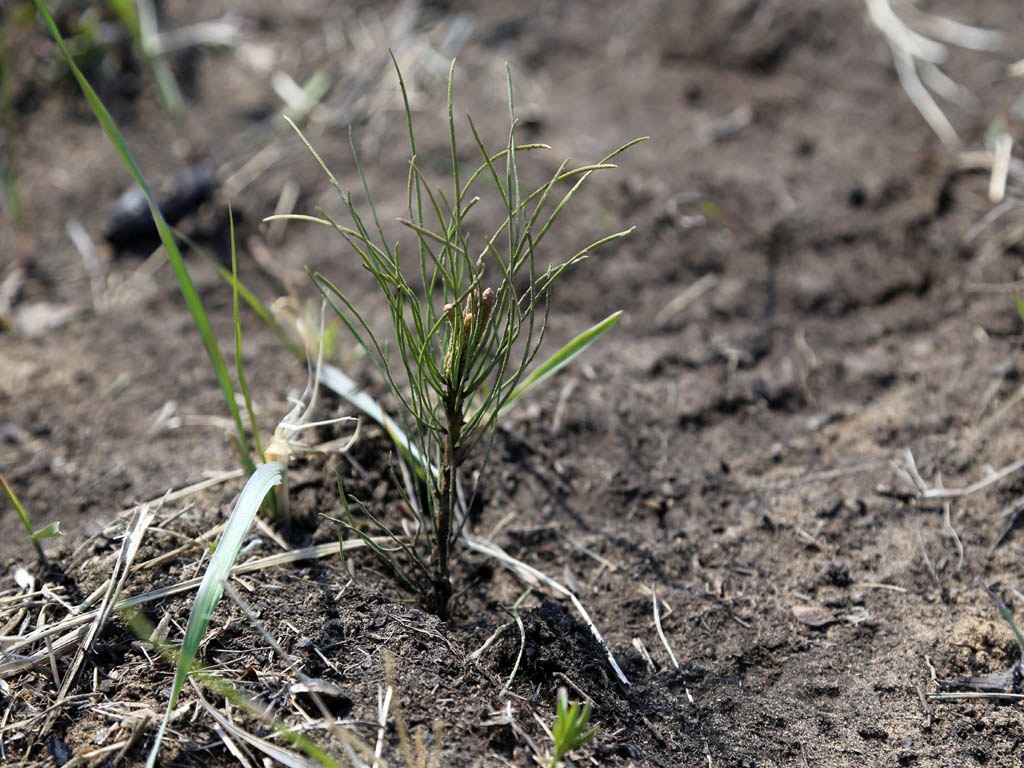 Посадка леса Мария Оленникова, IrkutskMedia