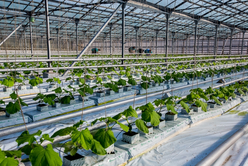 Строительство инновационной круглогодичной теплицы начали в Якутии  Антон Балашов