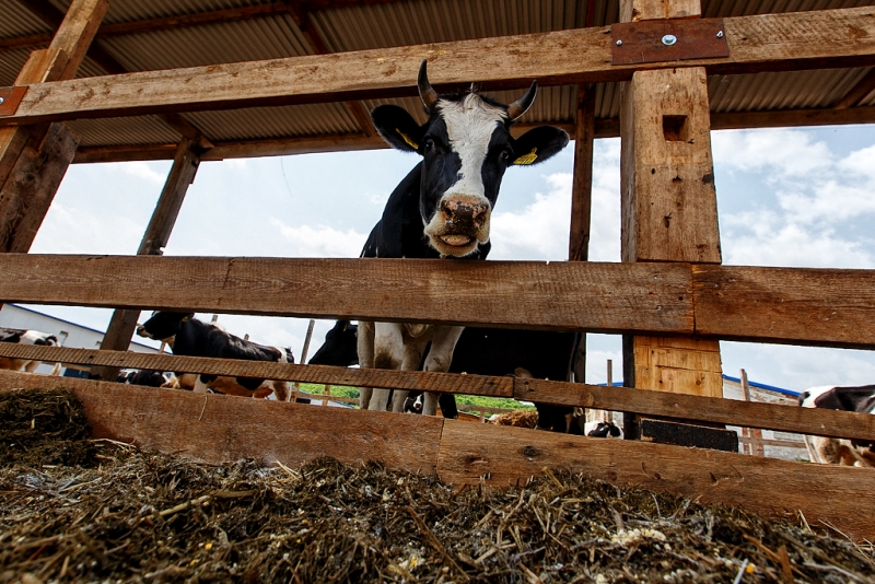 Животноводство без помощи не оставят Александр Хитров, РИА PrimaMedia