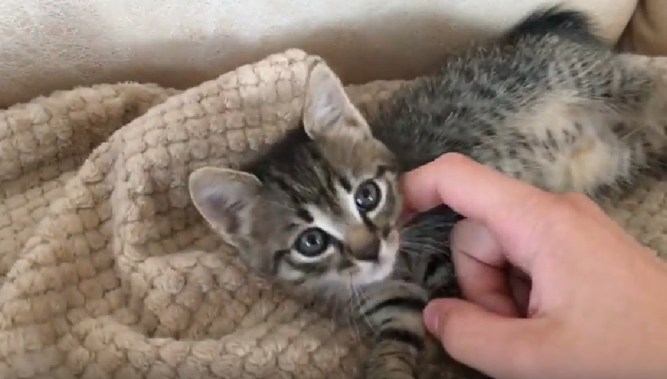 Котёнок Вася Скриншот с видео