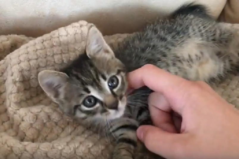 Хабаровский живодер, грозивший растерзать котенка, &quotсдулся&quot под натиском общественности скриншот видео