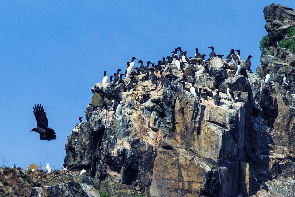Колония тонкоклювой кайры на птичьем базаре острова Карамзина в Приморье