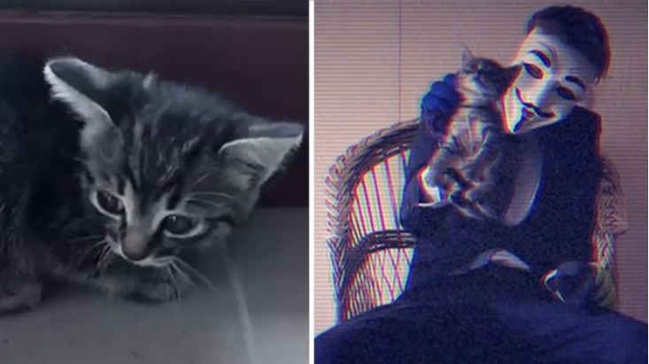 Хабаровский подросток, издевавшийся над котёнком, раскаялся в содеянном Скриншот