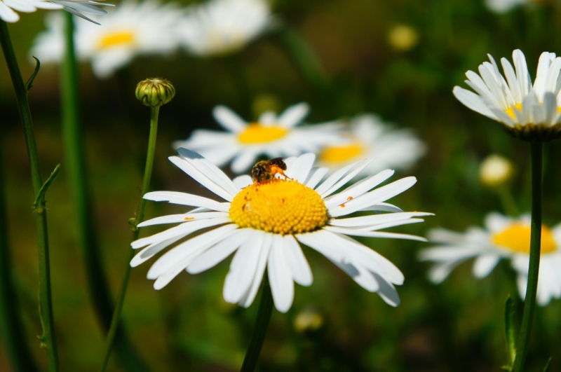 Солнечная и ясная погода порадует хабаровчан на предстоящей неделе Мажуга Анна, PrimaMedia