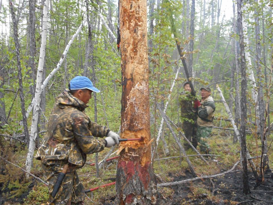 Сильный ветер и жара не дают потушить пожар в природном парке "Ленские столбы"