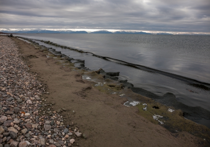Спирогира на побережье Байкала Фото предоставлено Лимнологическим институтом Иркутска