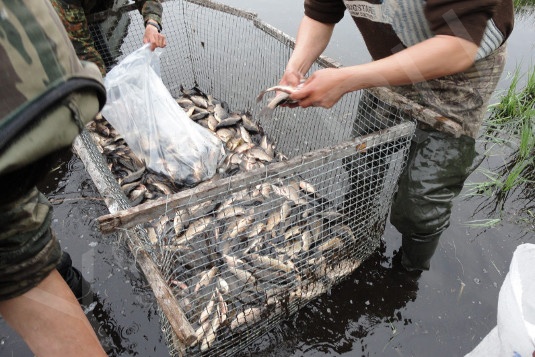 Завод по разведению рыбы планируют построить в Якутии Из Интернета