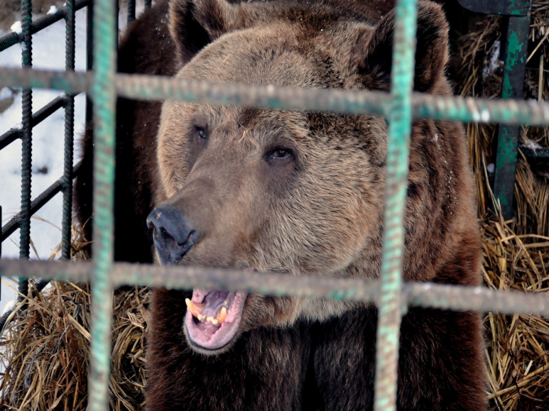 Медведи идут к людям из-за запаха неубранных гниющих пищевых отходов – Депохоты Якутии ПримаМедия